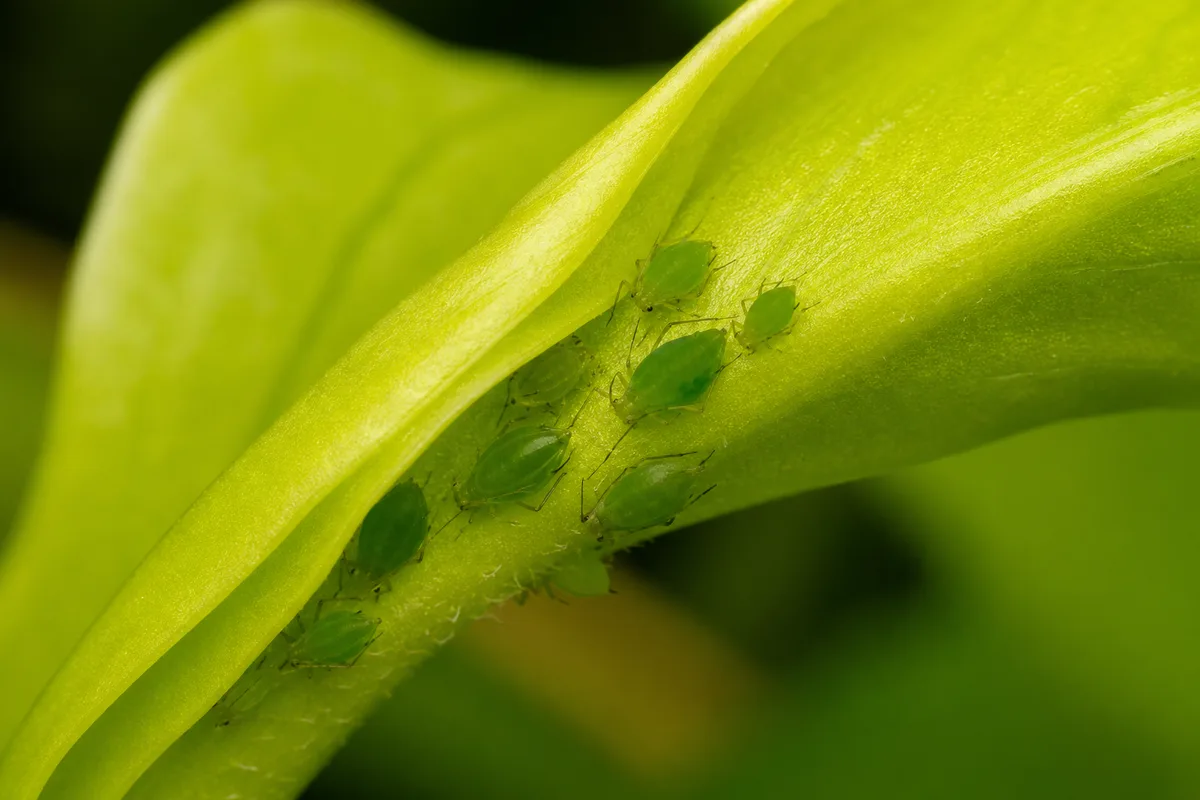 Close-up of Aphids on Neon Pothos - diagnostic detail