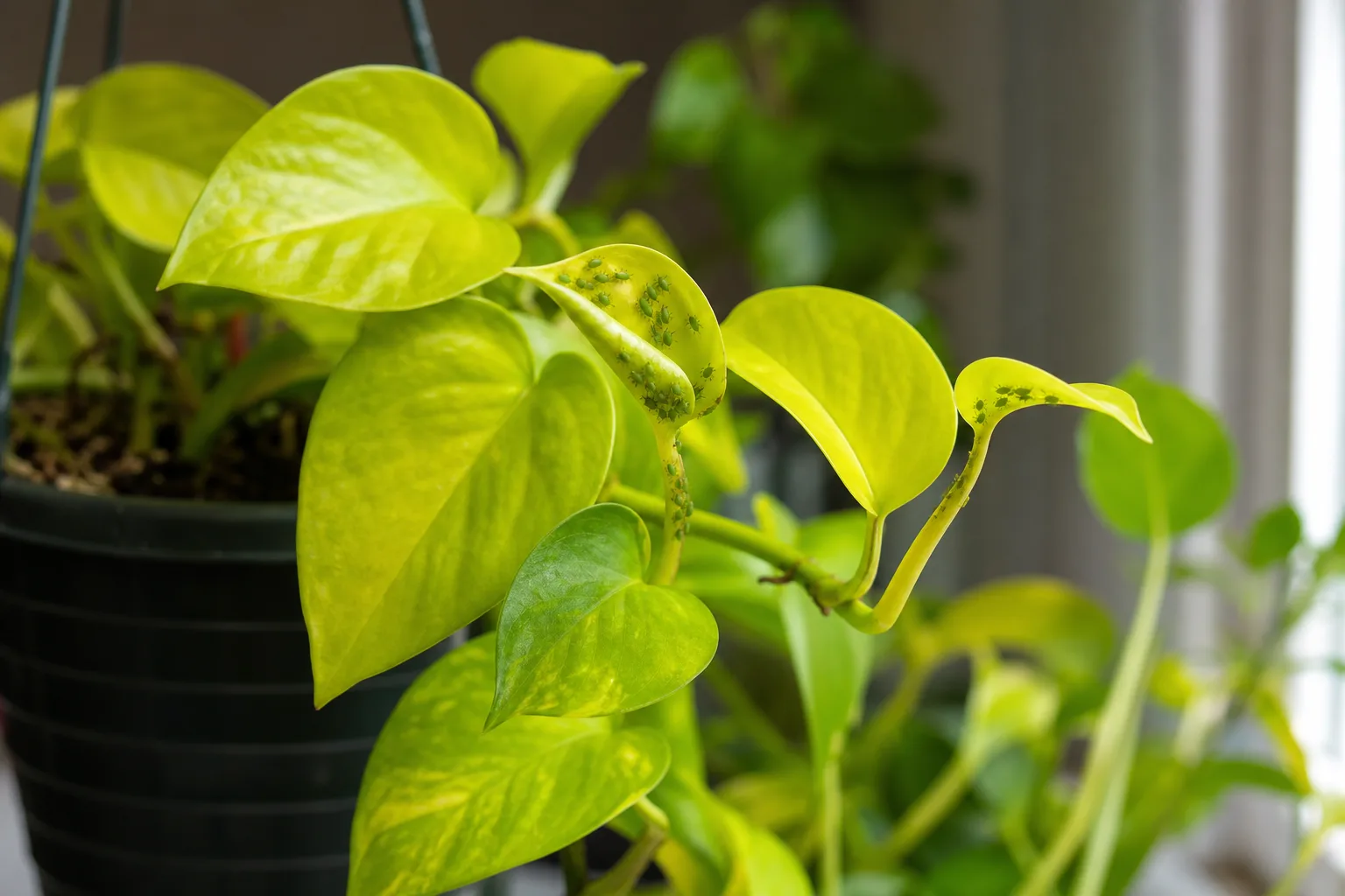 Aphids on Neon Pothos - visible symptom on the plant