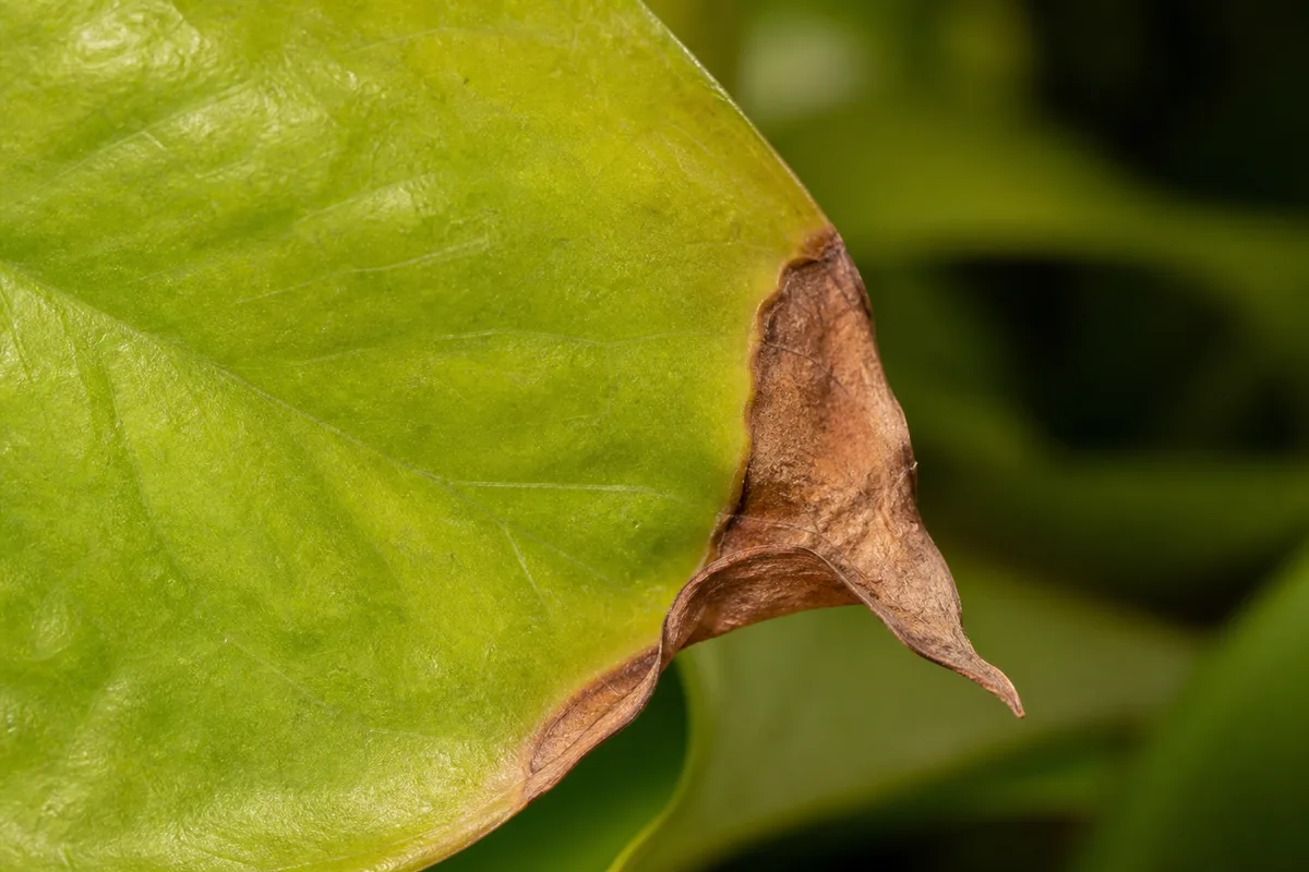 Close-up of Brown Tips on Neon Pothos - diagnostic detail