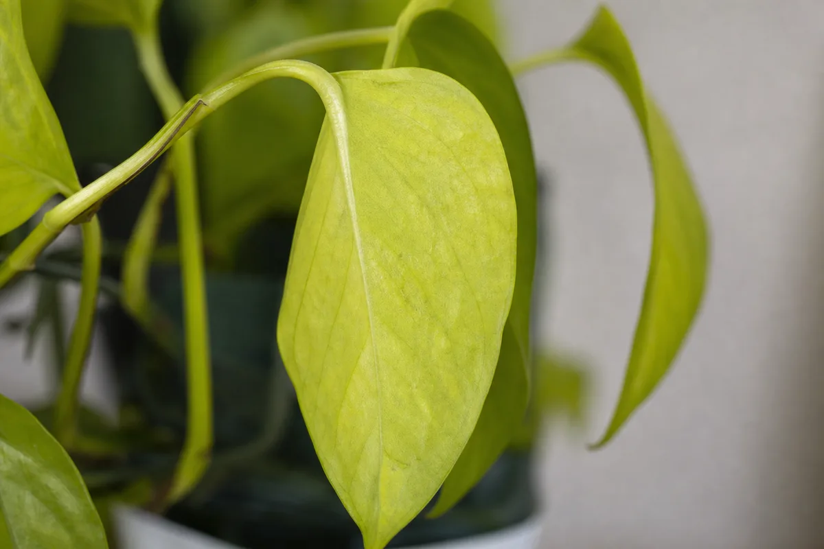 Close-up of Drooping Leaves on Neon Pothos - diagnostic detail