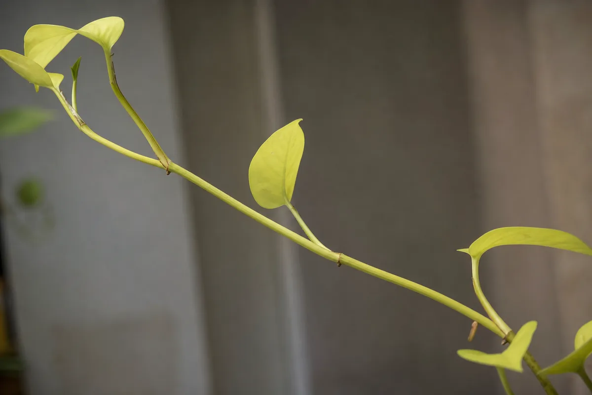 Close-up of Leggy Growth on Neon Pothos - diagnostic detail