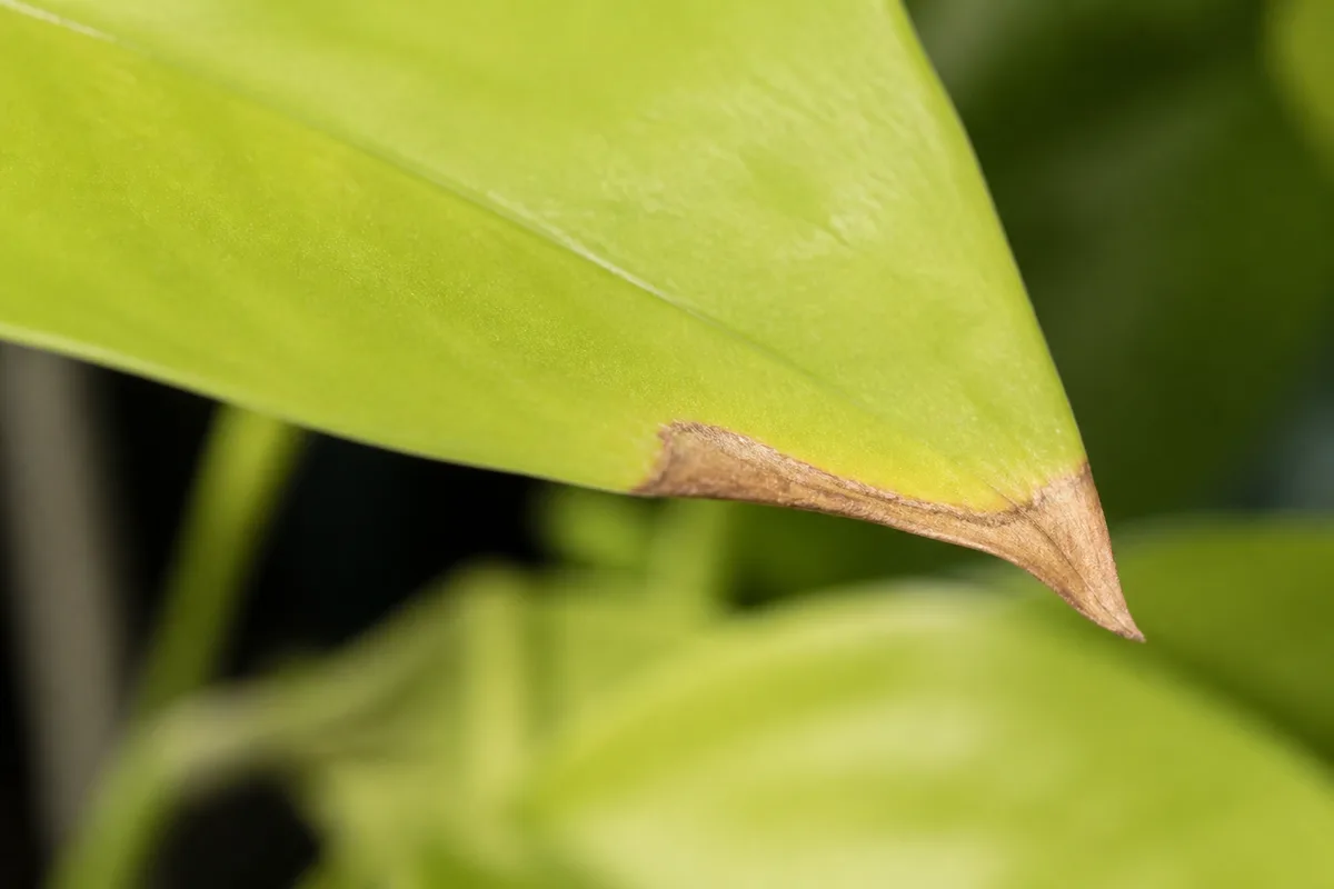 Close-up of Low Humidity on Neon Pothos - diagnostic detail
