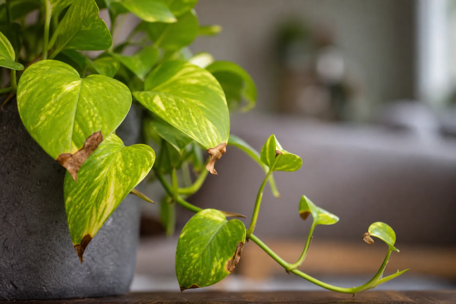 Low Humidity on Neon Pothos - visible symptom on the plant