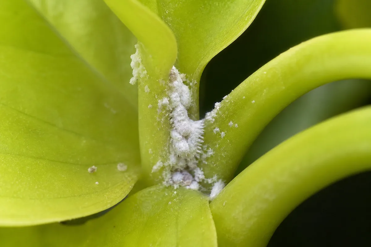 Close-up of Mealybugs on Neon Pothos - diagnostic detail