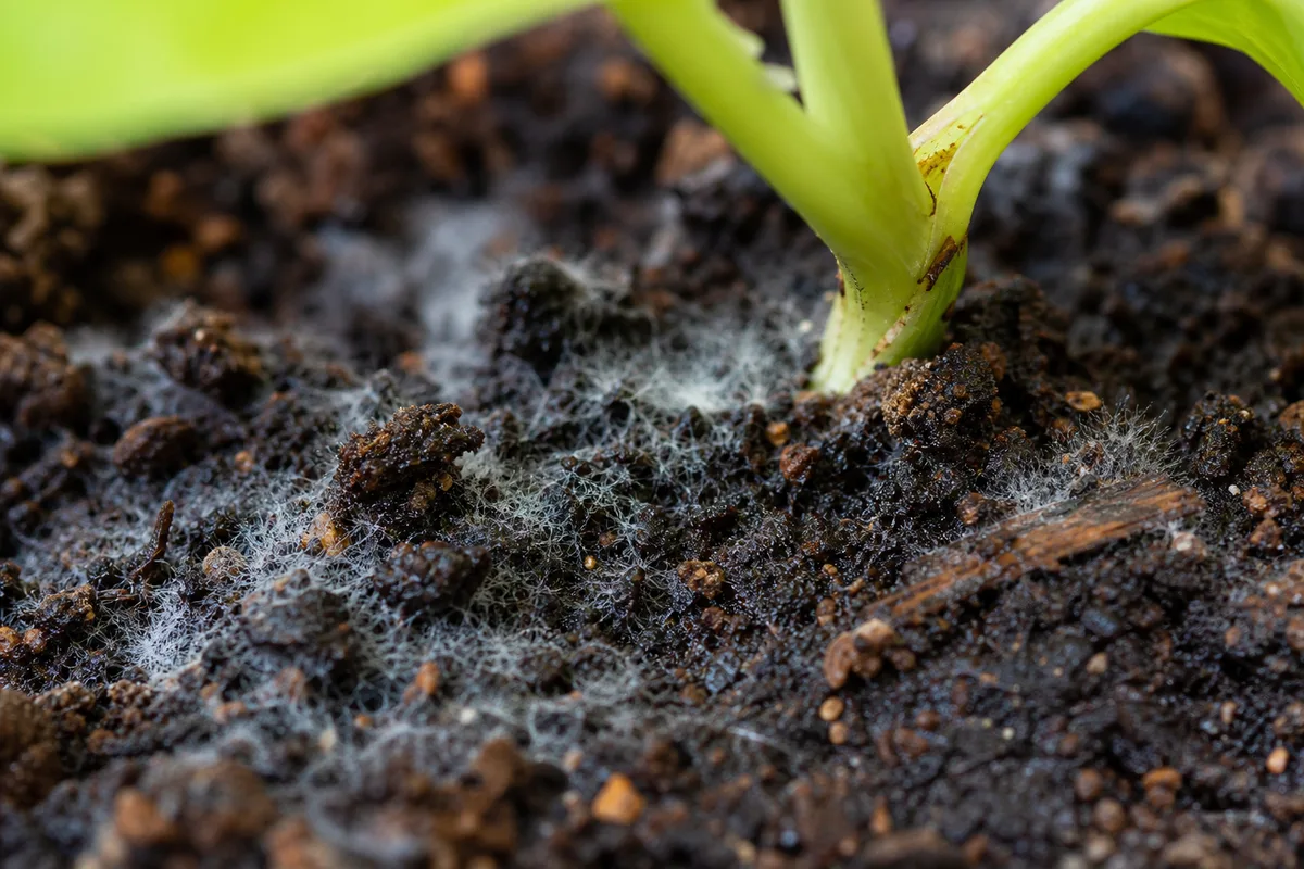 Close-up of Mold on Soil on Neon Pothos - diagnostic detail