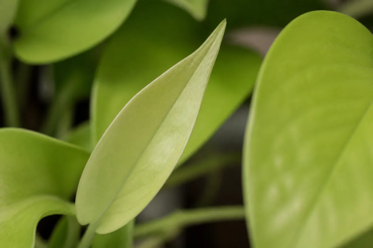 Close-up of Not Enough Light on Neon Pothos - diagnostic detail