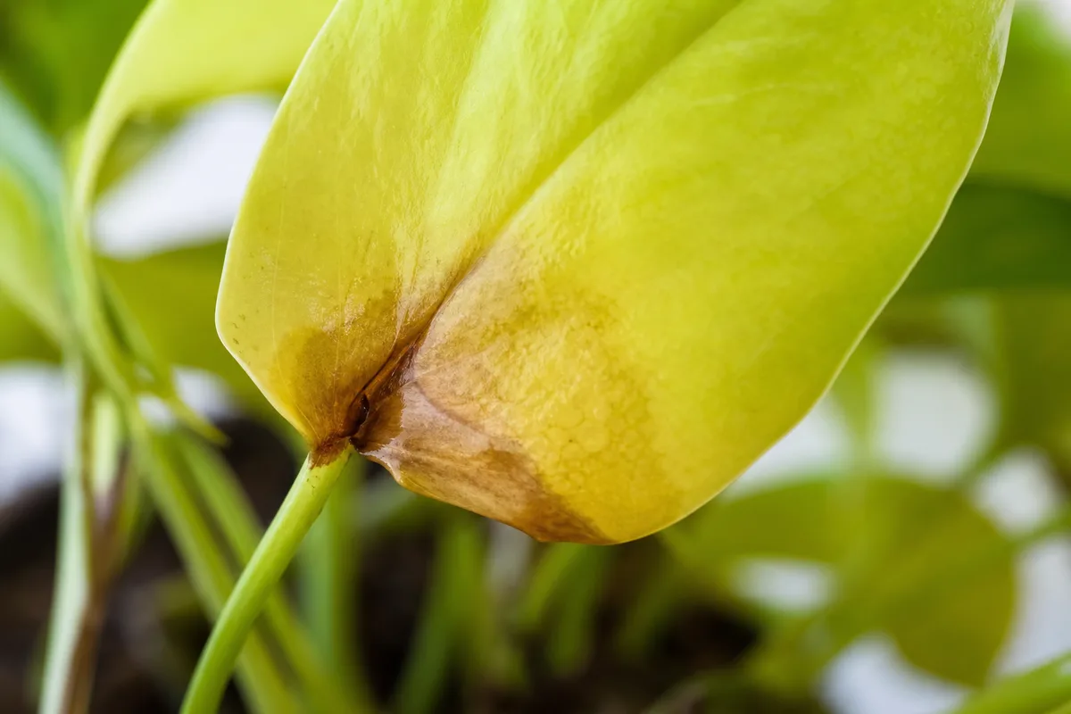 Close-up of Overwatering on Neon Pothos - diagnostic detail