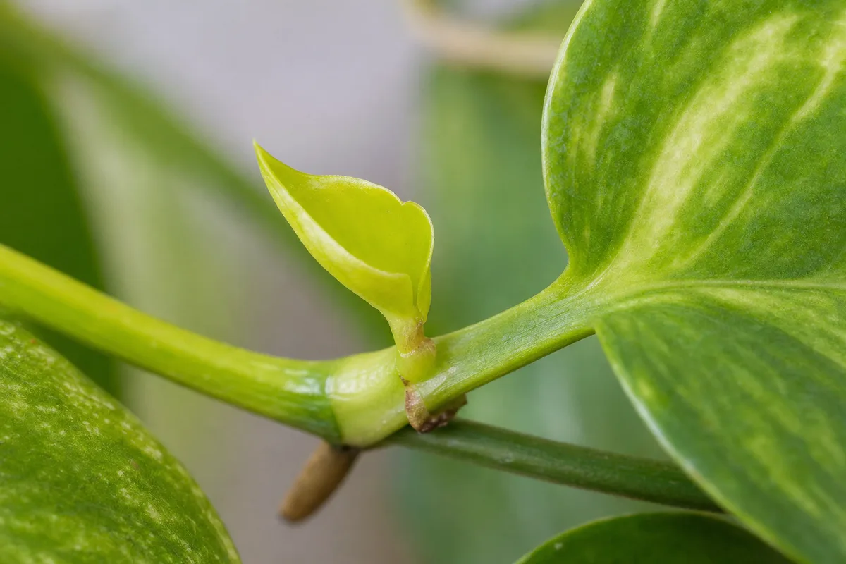 Close-up of Slow Growth on Neon Pothos - diagnostic detail