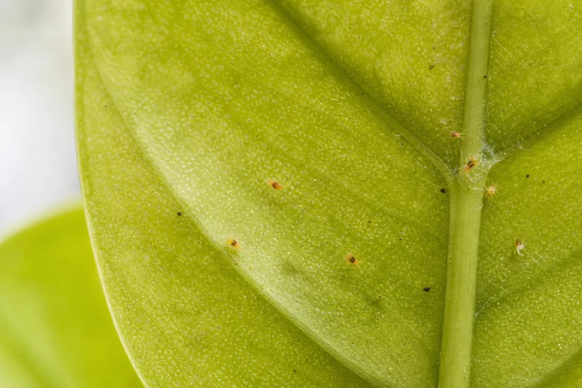 Close-up of Spider Mites on Neon Pothos - diagnostic detail