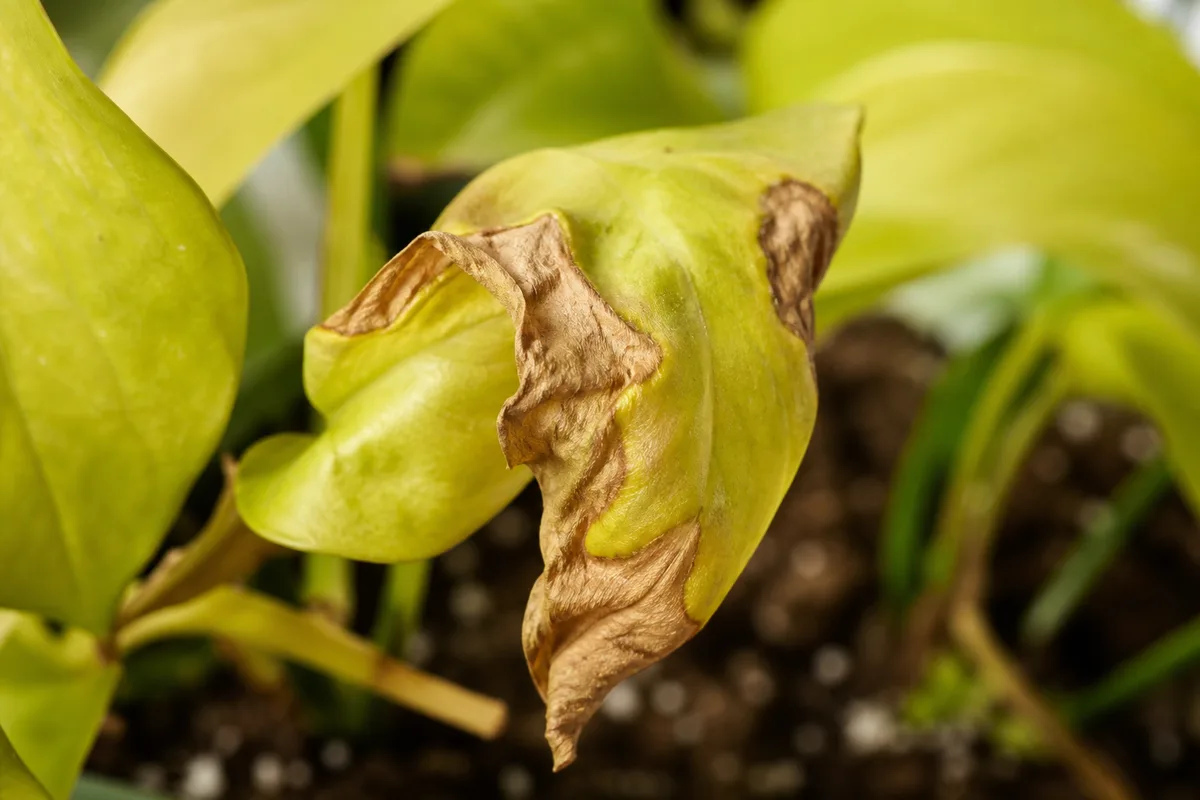 Close-up of Underwatering on Neon Pothos - diagnostic detail
