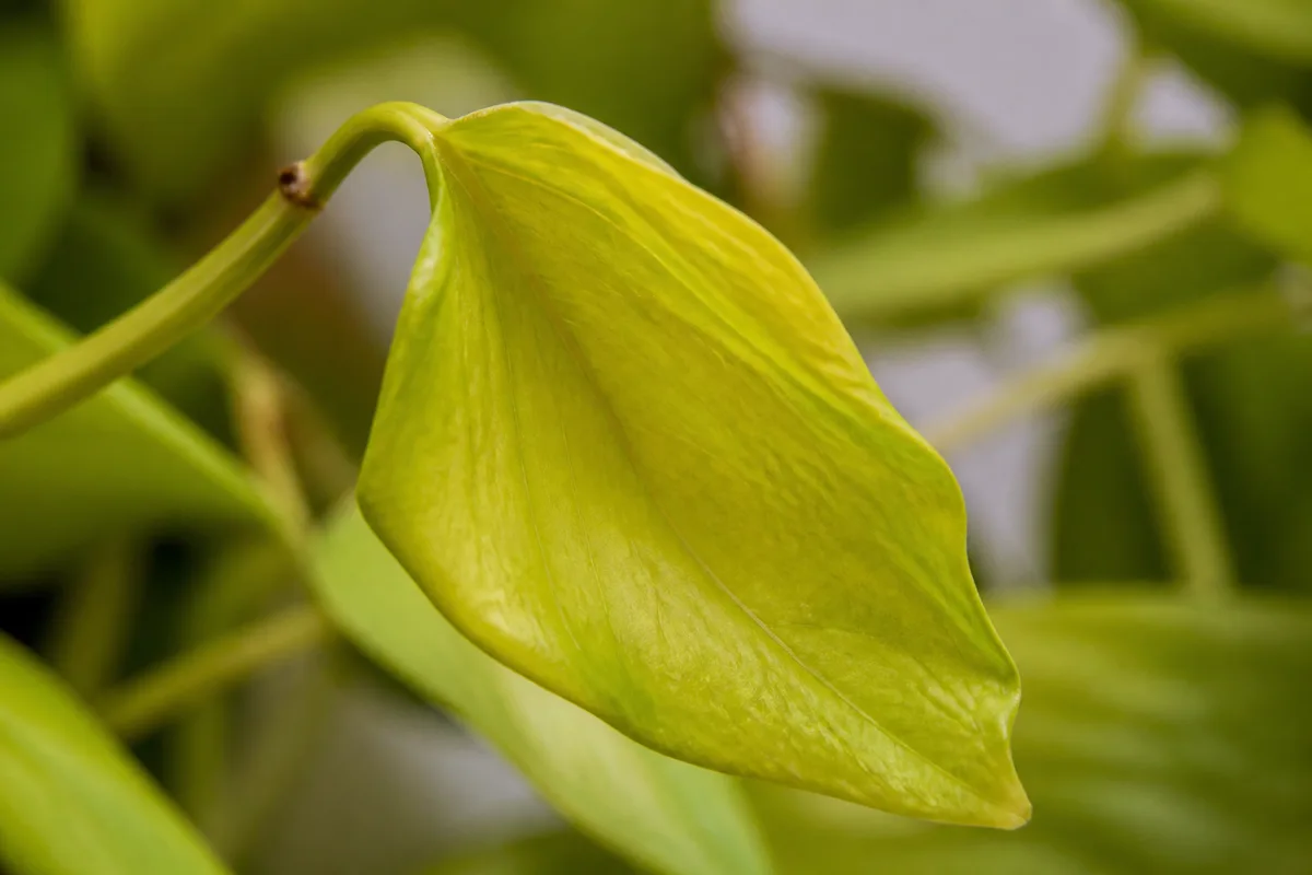 Close-up of Wilting on Neon Pothos - diagnostic detail
