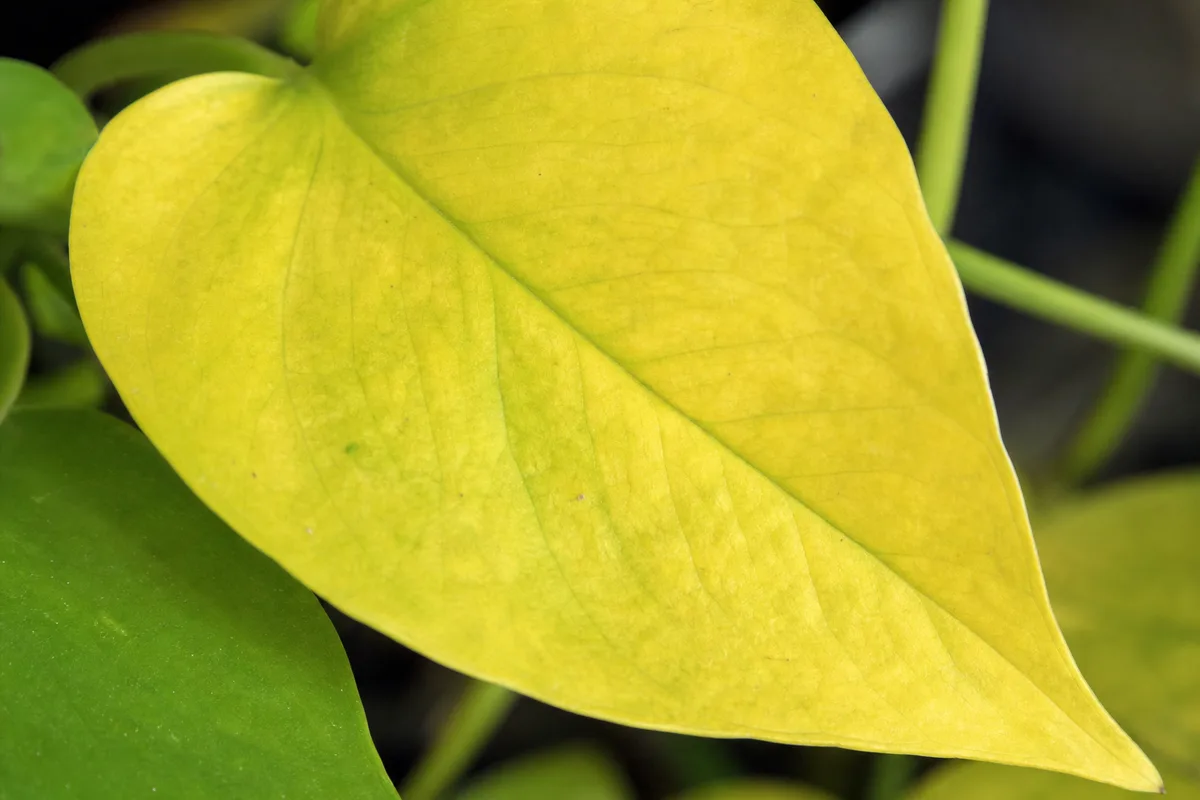 Close-up of Yellow Leaves on Neon Pothos - diagnostic detail