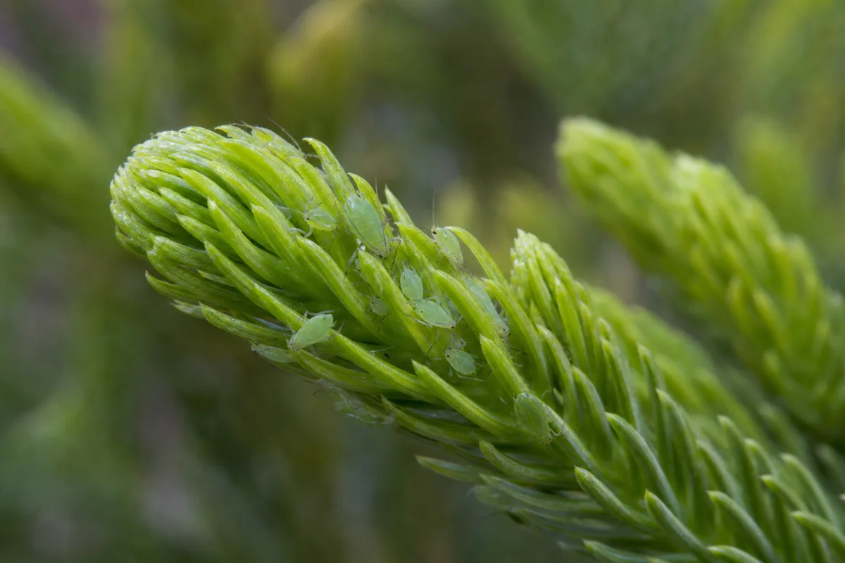 Close-up of Aphids on Norfolk Island Pine - diagnostic detail