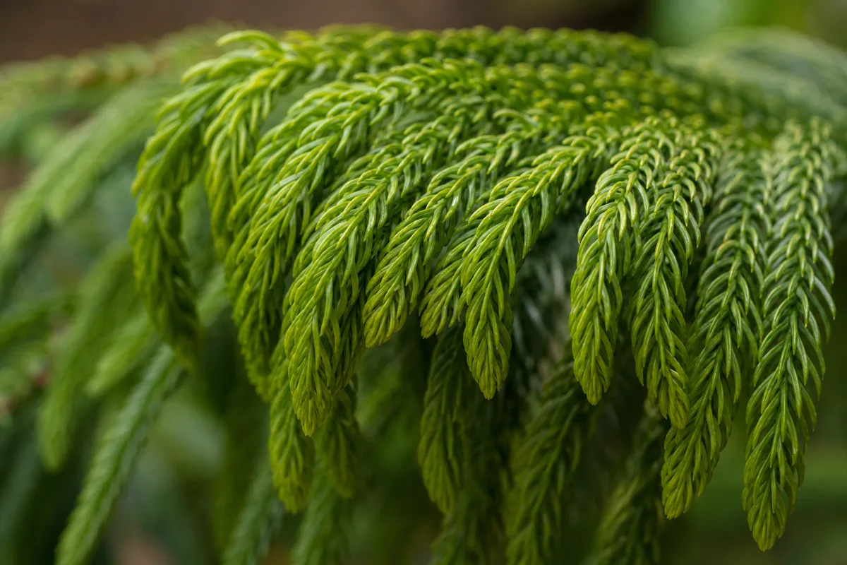 Close-up of Drooping Leaves on Norfolk Island Pine - diagnostic detail