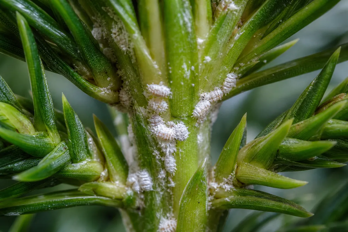 Close-up of Mealybugs on Norfolk Island Pine - diagnostic detail
