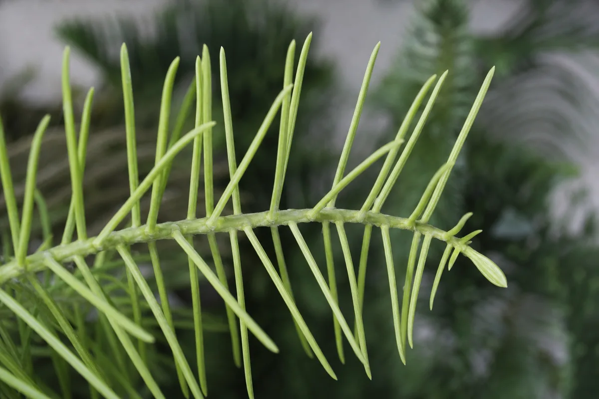 Close-up of Not Enough Light on Norfolk Island Pine - diagnostic detail