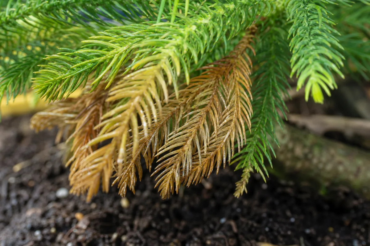 Close-up of Overwatering on Norfolk Island Pine - diagnostic detail
