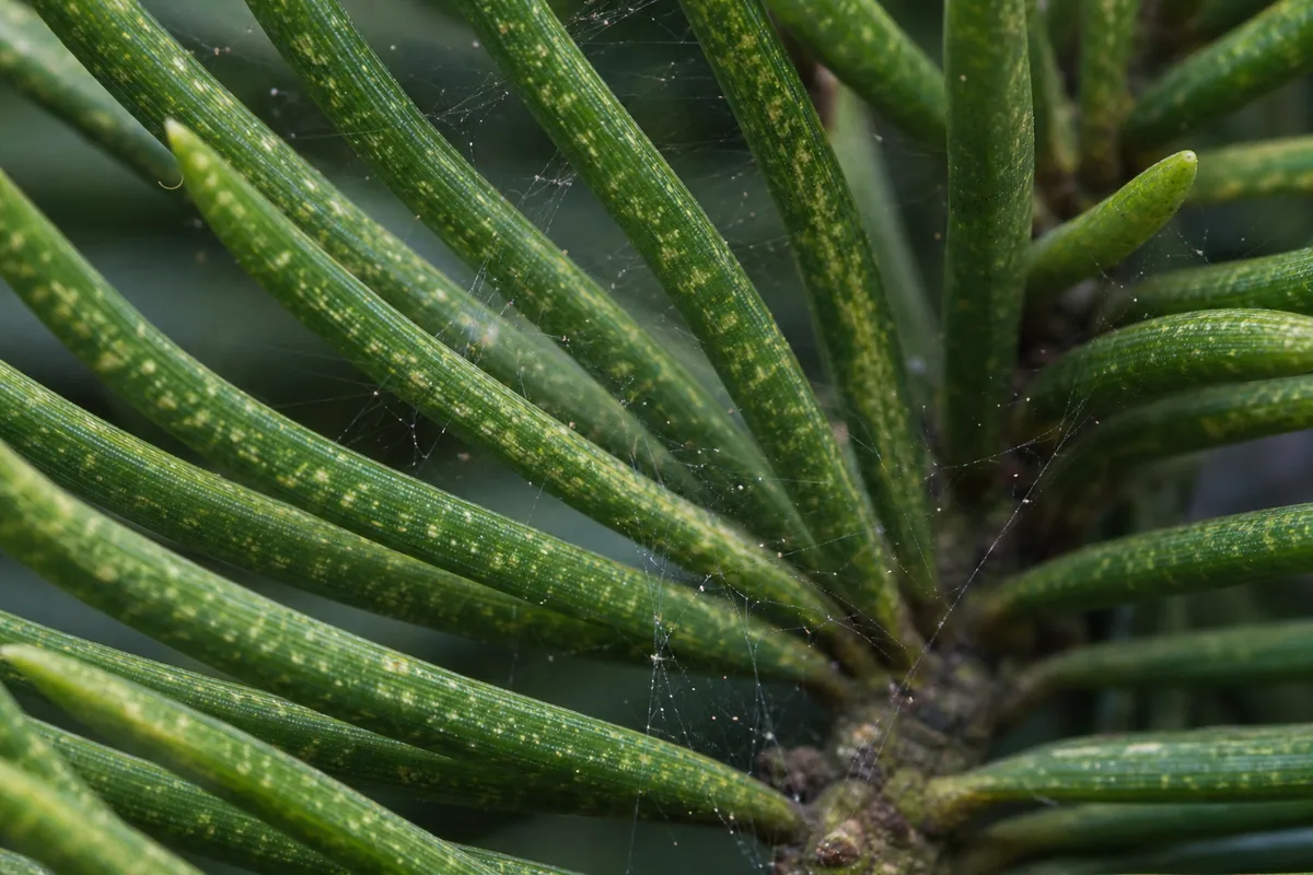 Close-up of Spider Mites on Norfolk Island Pine - diagnostic detail