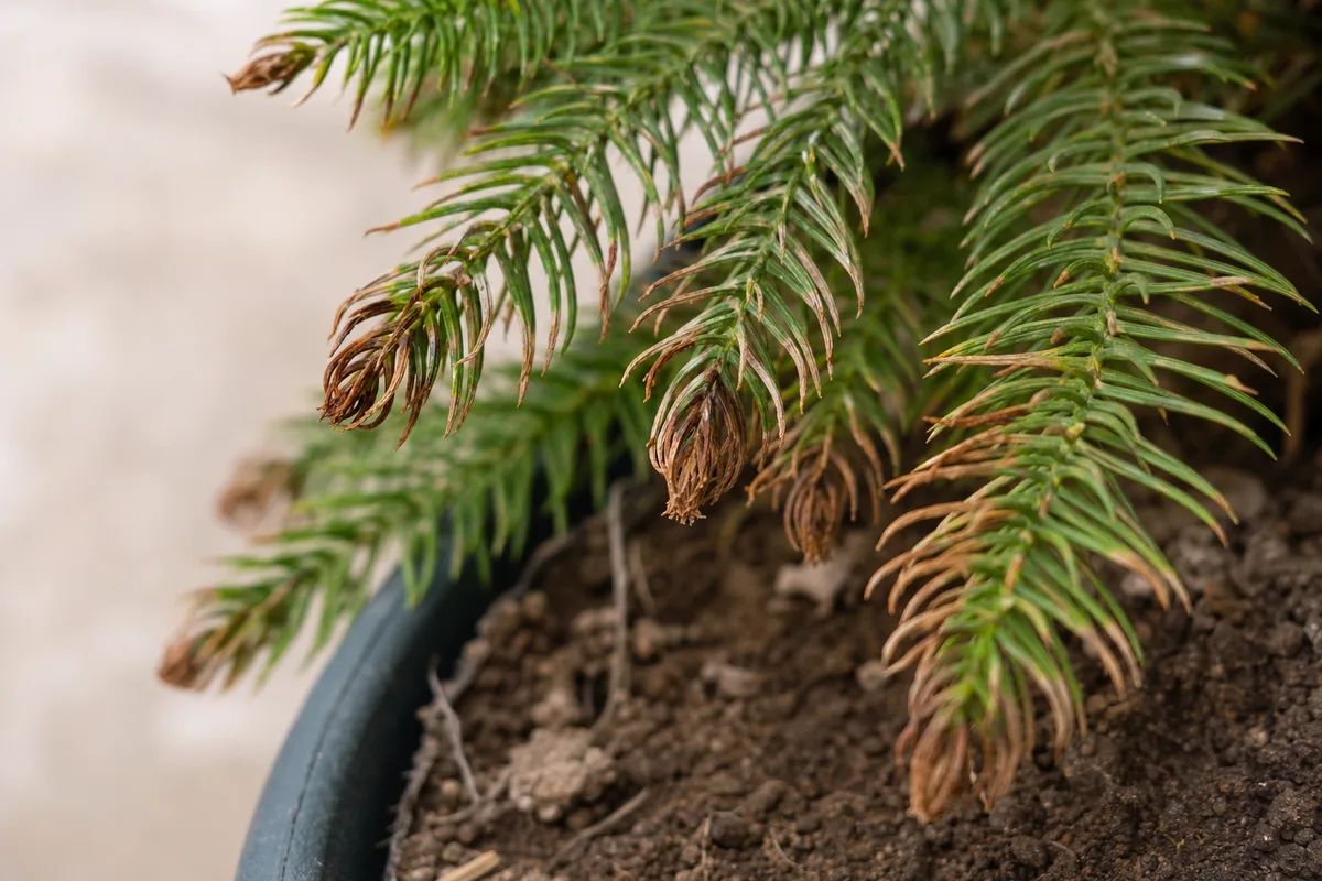 Close-up of Underwatering on Norfolk Island Pine - diagnostic detail