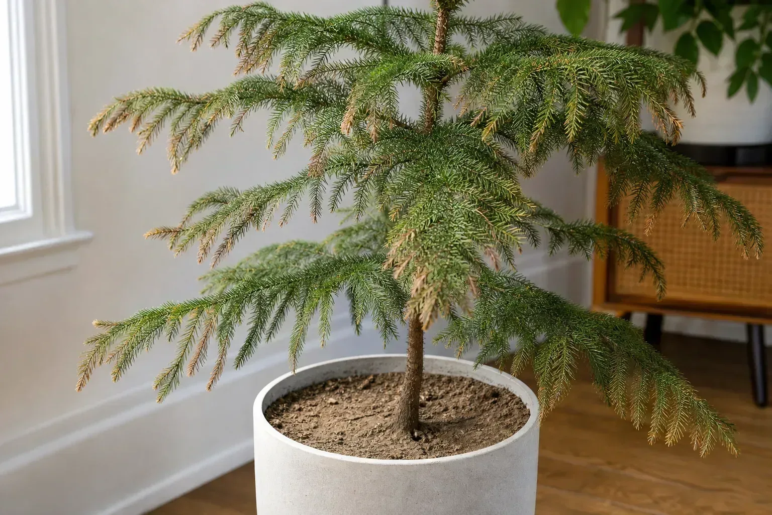 Underwatering on Norfolk Island Pine - visible symptom on the plant