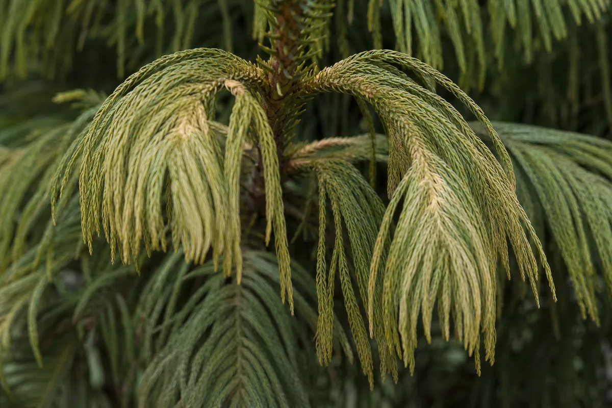 Close-up of Wilting on Norfolk Island Pine - diagnostic detail