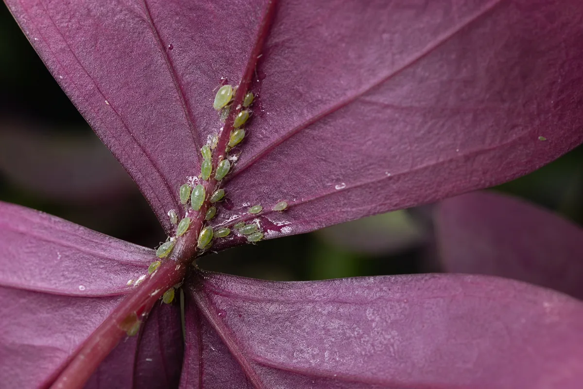 Close-up of Aphids on Oxalis Triangularis - diagnostic detail