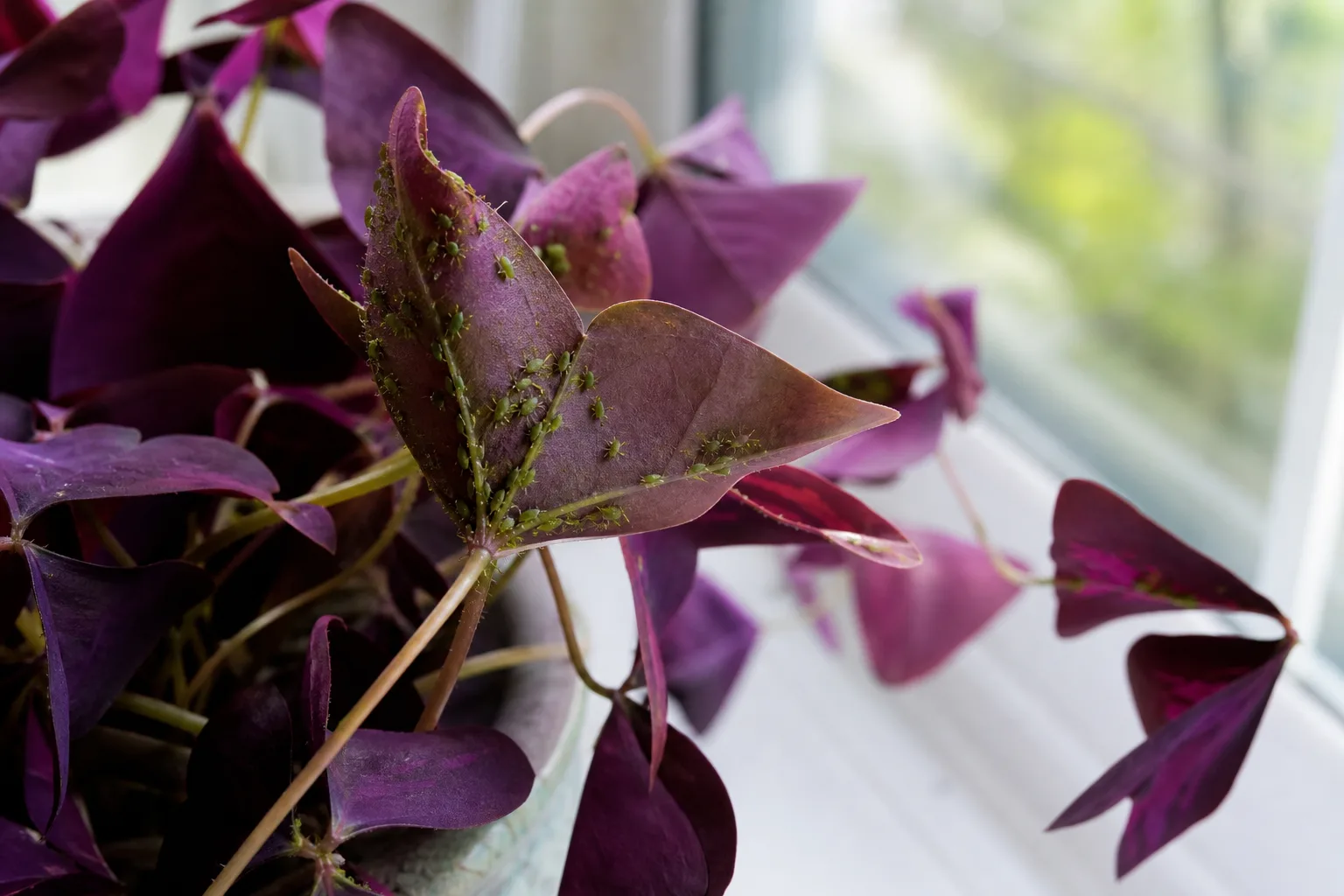 Aphids on Oxalis Triangularis - visible symptom on the plant