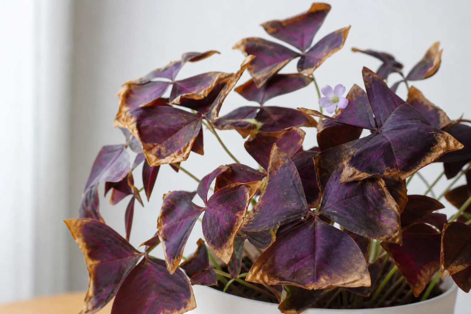 Brown Tips on Oxalis Triangularis - visible symptom on the plant