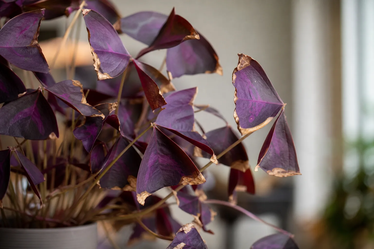 Low Humidity on Oxalis Triangularis - visible symptom on the plant