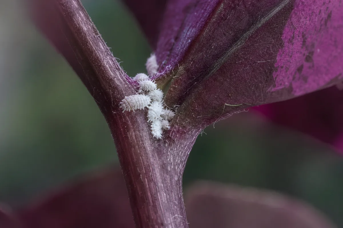 Close-up of Mealybugs on Oxalis Triangularis - diagnostic detail
