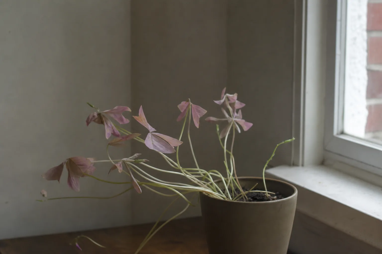 Not Enough Light on Oxalis Triangularis - visible symptom on the plant