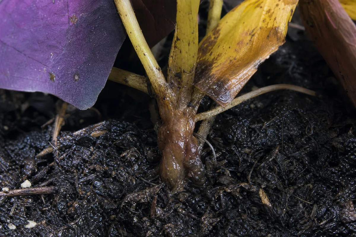Close-up of Root Rot on Oxalis Triangularis - diagnostic detail