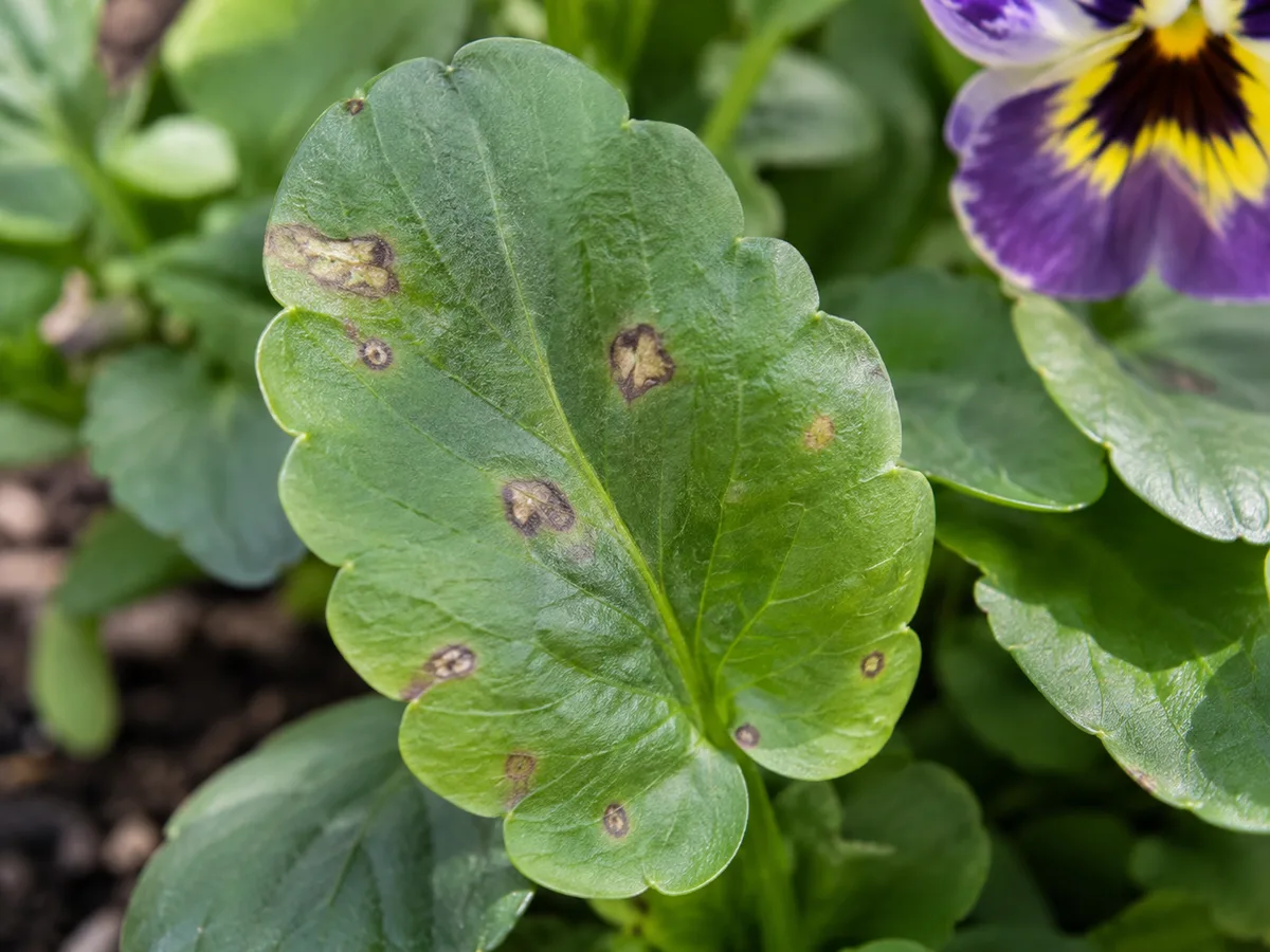 Mild leaf spots on pansy foliage; spot patterns need diagnosis before treatment.