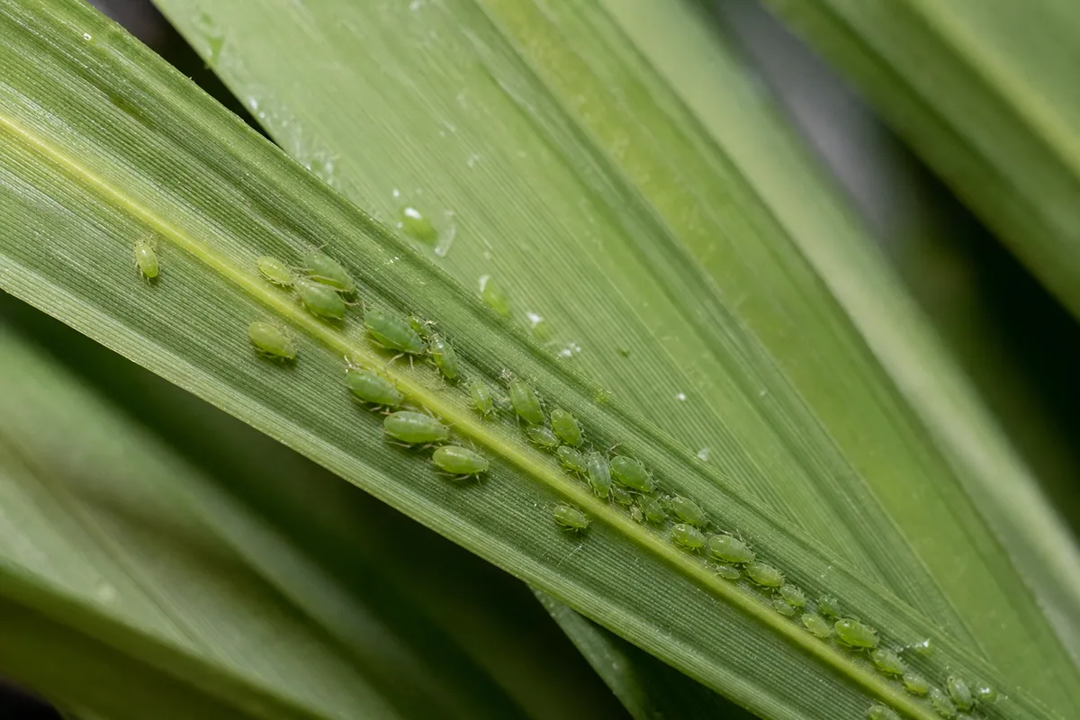 Close-up of Aphids on Parlor Palm - diagnostic detail