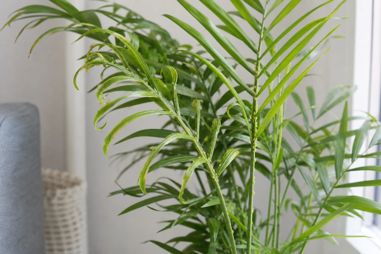 Aphids on Parlor Palm - visible symptom on the plant