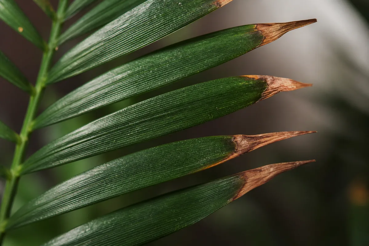 Close-up of Brown Tips on Parlor Palm - diagnostic detail