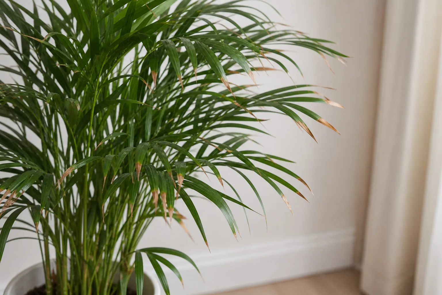 Brown Tips on Parlor Palm - visible symptom on the plant