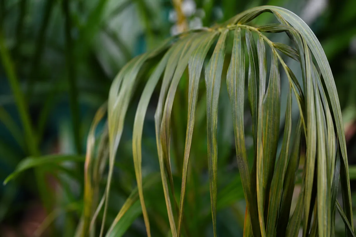 Close-up of Drooping Leaves on Parlor Palm - diagnostic detail