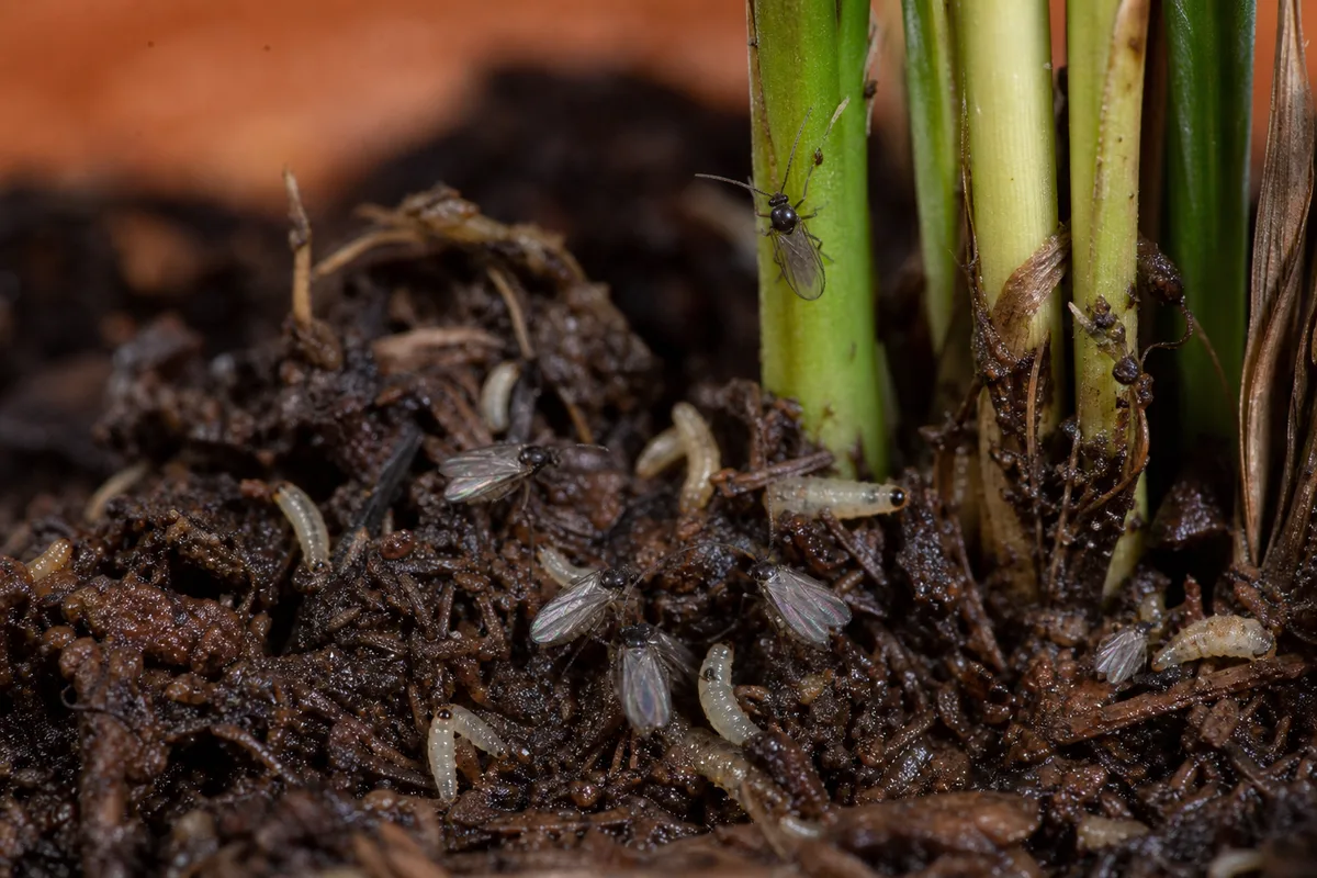 Close-up of Fungus Gnats on Parlor Palm - diagnostic detail
