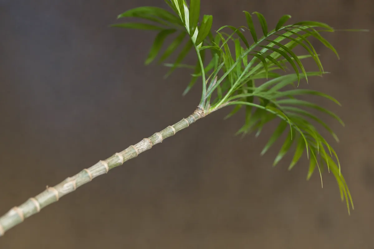 Close-up of Leggy Growth on Parlor Palm - diagnostic detail