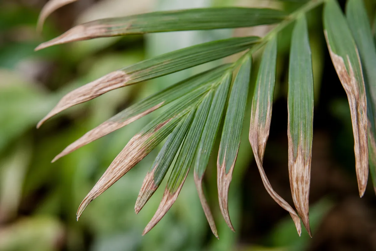 Close-up of Low Humidity on Parlor Palm - diagnostic detail