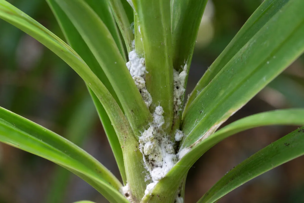 Close-up of Mealybugs on Parlor Palm - diagnostic detail