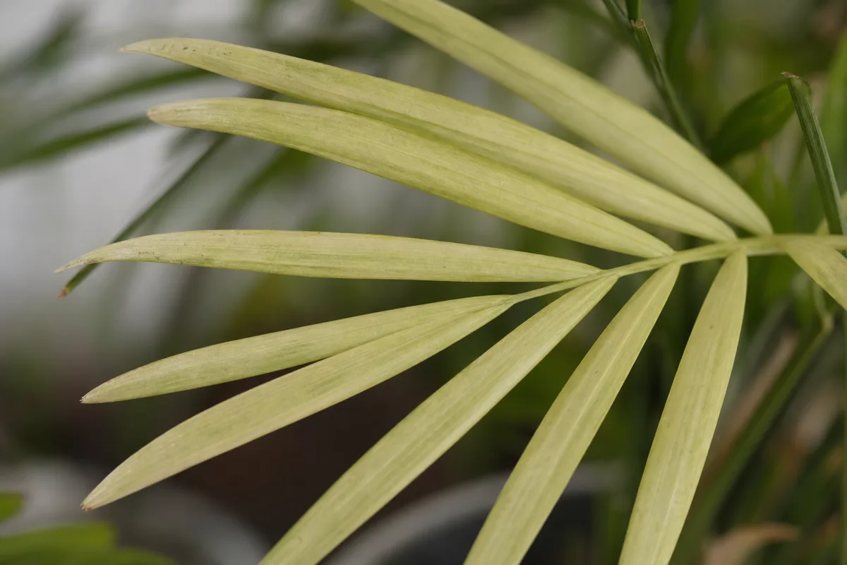 Close-up of Not Enough Light on Parlor Palm - diagnostic detail