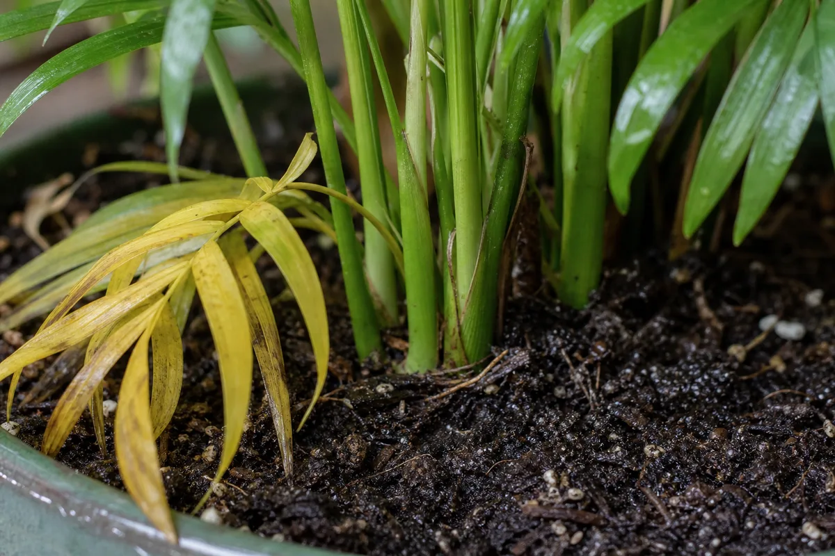 Close-up of Overwatering on Parlor Palm - diagnostic detail