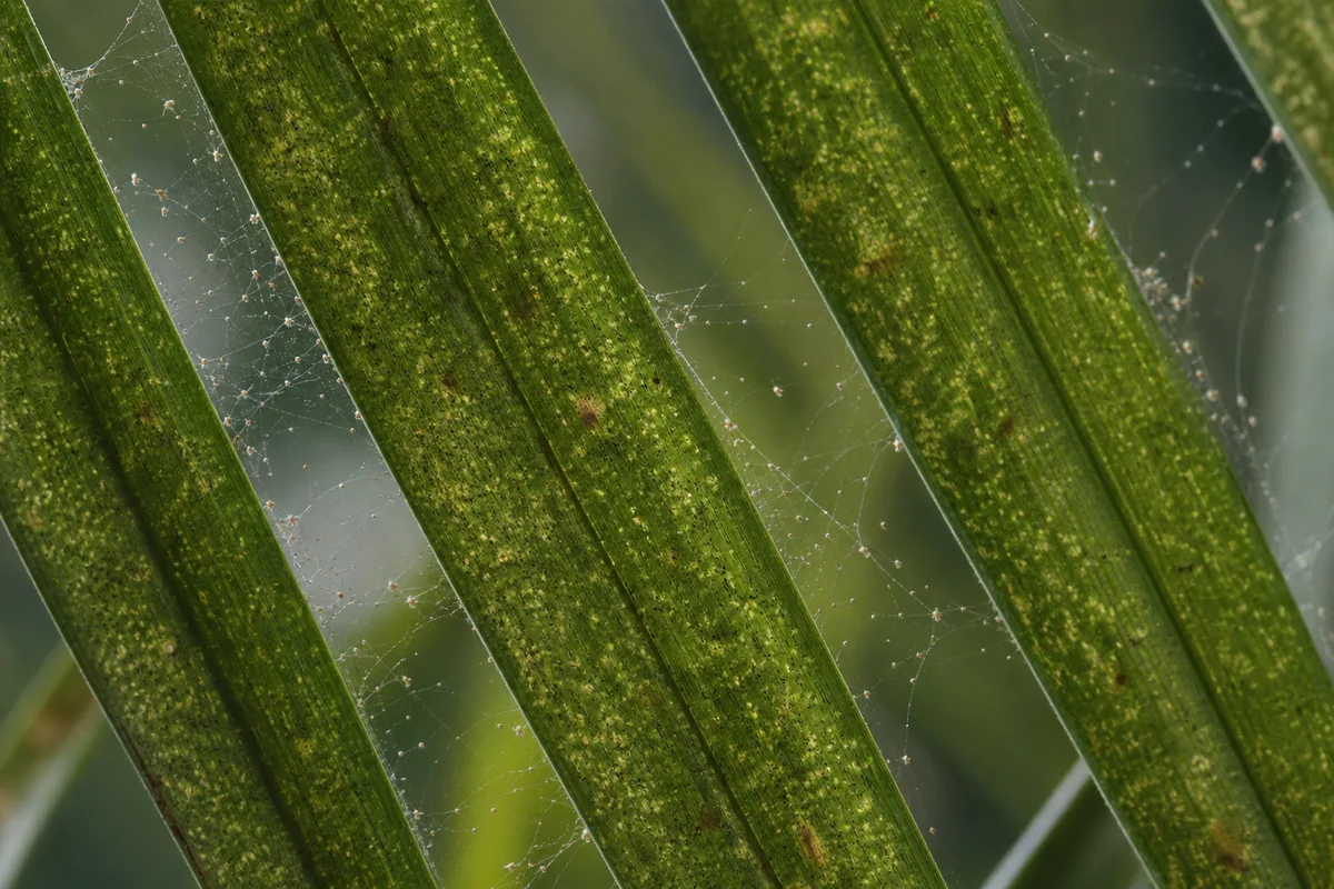 Close-up of Spider Mites on Parlor Palm - diagnostic detail