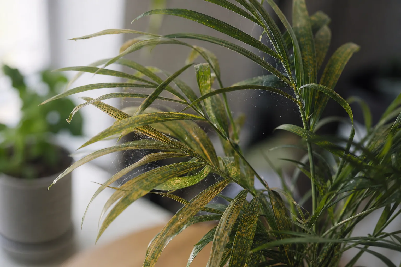 Parlor palm foliage with spider-mite damage