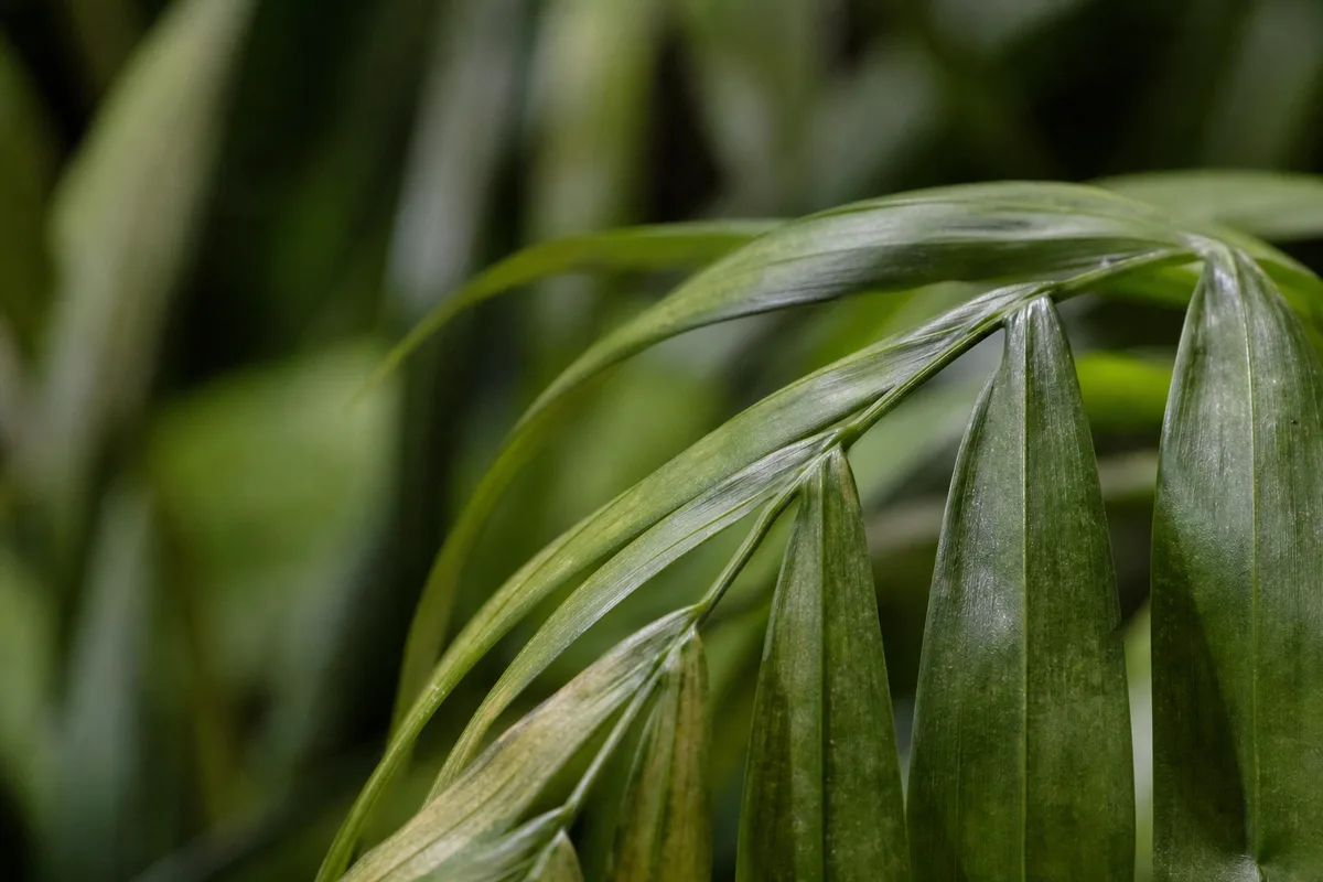 Close-up of Wilting on Parlor Palm - diagnostic detail