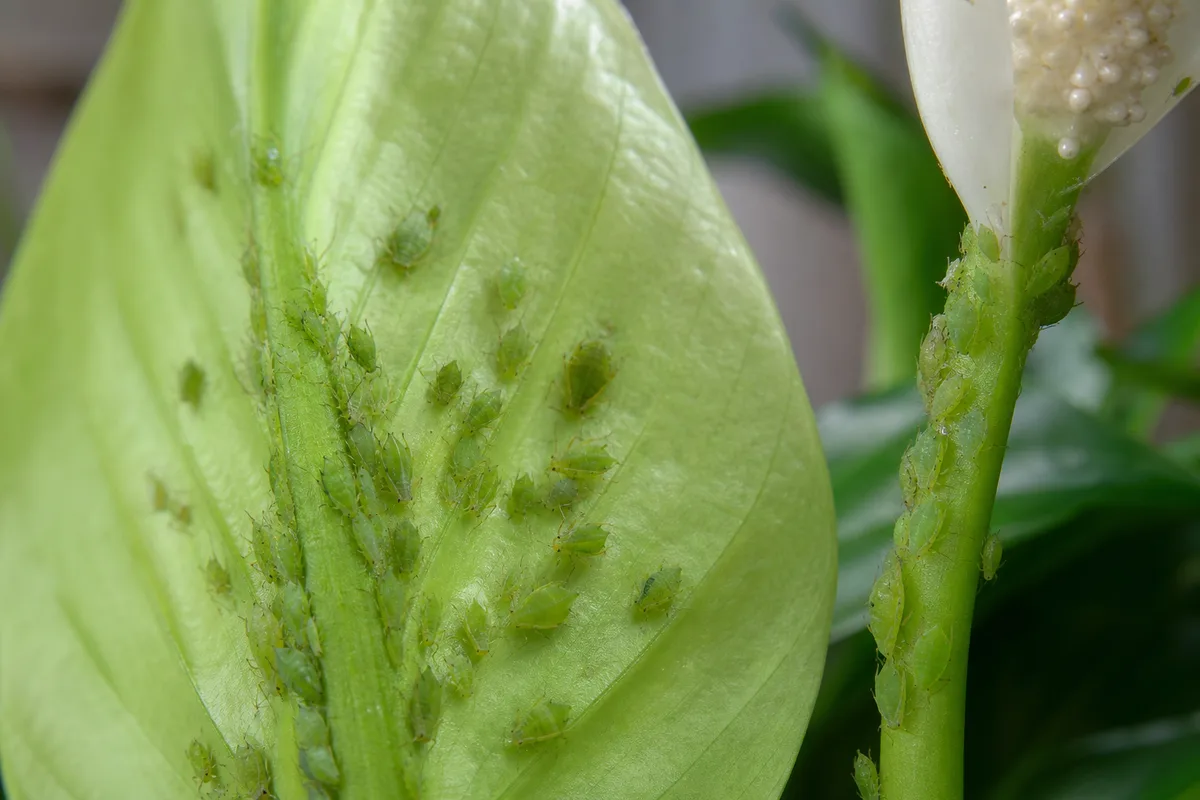 Macro of aphids along a peace lily midrib showing pear shape and cornicles