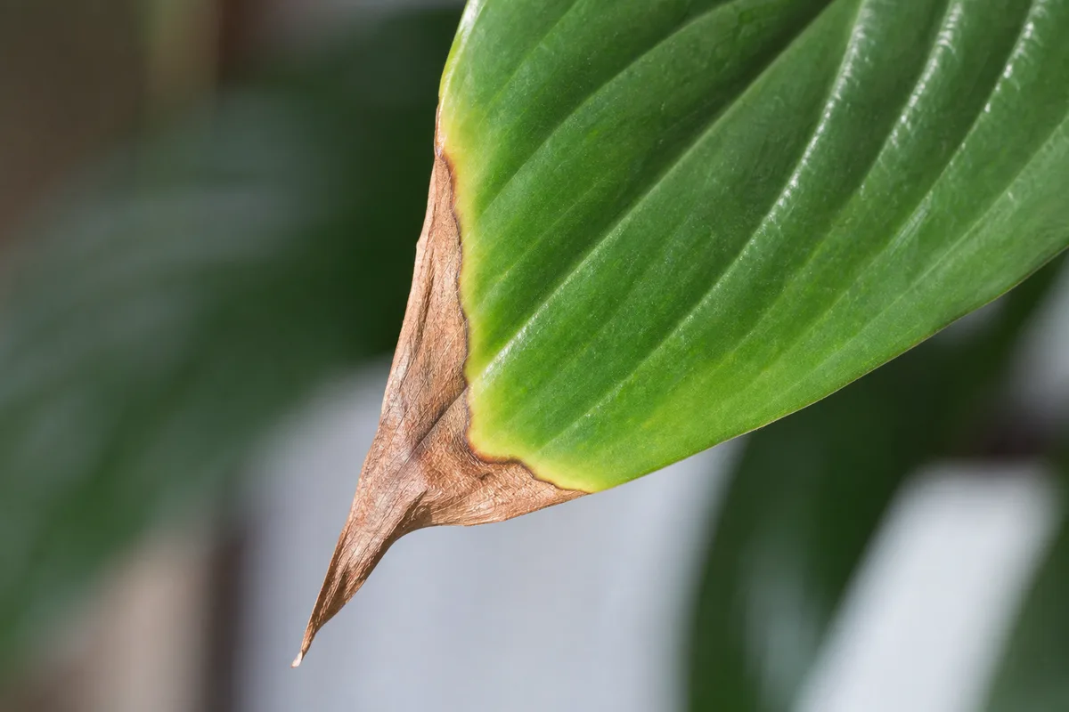 Species Specific Next Steps for species-specific next steps