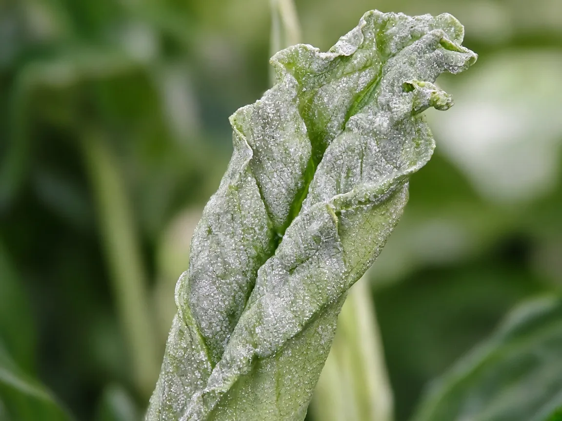 Close-up of distorted Peace Lily new spear - twisted wrinkled unfurling leaf with silver scars